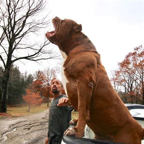 Largest pitbull in world - Meet Hulk, the world's largest living pit bull, weighing a whopping 148 pounds and towering at 28 inches at just 18 months old. Originally named Attila, his